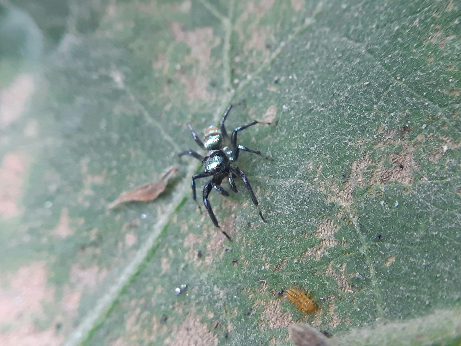 Dicas para Prevenir Pragas em Ambientes Urbanos